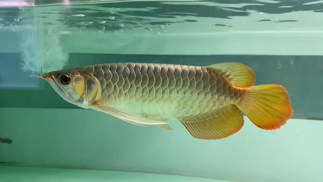德魯斯S推薦