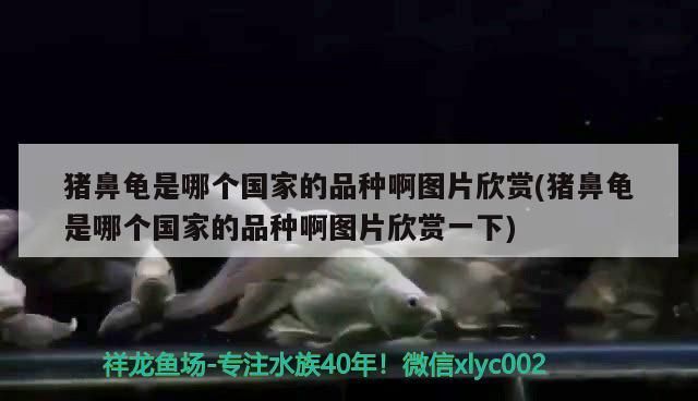 豬鼻龜是哪個(gè)國(guó)家的品種啊圖片欣賞(豬鼻龜是哪個(gè)國(guó)家的品種啊圖片欣賞一下)