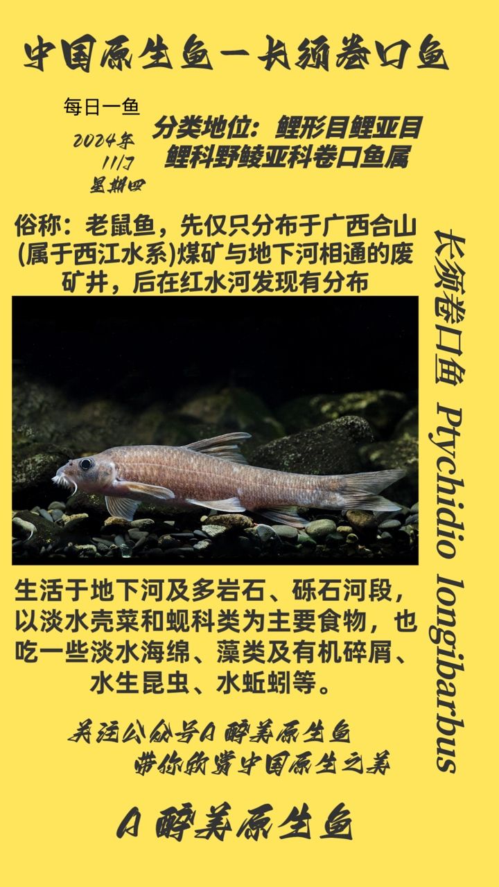 長須卷口魚
