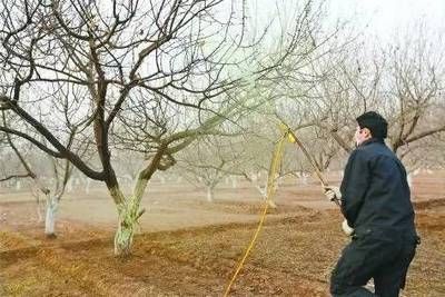 龍魚最經典三句話，智慧、寓意與養魚之道，龍魚三句箴言，悟智慧、品寓意、通養魚之道，龍魚三句箴言，悟智慧、品寓意、通養魚之道