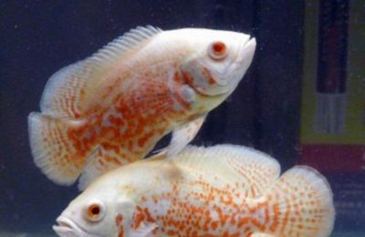 龍魚最貴三個(gè)等級(jí)，揭秘頂級(jí)龍魚的市場(chǎng)價(jià)值與鑒賞標(biāo)準(zhǔn)，揭秘頂級(jí)龍魚三大昂貴等級(jí)，市場(chǎng)價(jià)值與鑒賞標(biāo)準(zhǔn)全解析，揭秘頂級(jí)龍魚三大昂貴等級(jí)，市場(chǎng)價(jià)值與鑒賞標(biāo)準(zhǔn)全解析