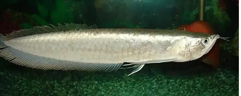 龍魚能不能吃紅蟲子：龍魚可以吃紅蟲子但需要注意衛生和適量原則，紅蟲的選購與保存方法