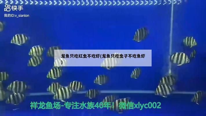 龍魚能不能吃紅蟲子：龍魚可以吃紅蟲子但需要注意衛(wèi)生和適量原則，紅蟲的選購與保存方法