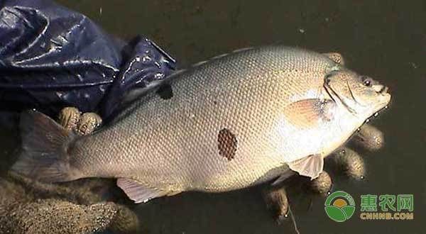龍魚正確位置圖，如何科學(xué)擺放龍魚缸以促進(jìn)健康與風(fēng)水，科學(xué)擺放龍魚缸指南，位置選擇與風(fēng)水健康全解析，科學(xué)擺放龍魚缸指南，位置選擇與風(fēng)水健康全解析