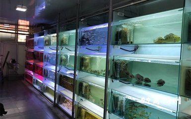 龍魚鎮(zhèn)宅最牛的三個藥，風(fēng)水靈獸的守護秘術(shù)，龍魚鎮(zhèn)宅三大神藥，風(fēng)水靈獸的終極守護秘術(shù)，龍魚鎮(zhèn)宅三大神藥，風(fēng)水靈獸的終極守護秘術(shù)
