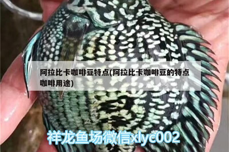 阿拉比卡咖啡豆特點(阿拉比卡咖啡豆的特點咖啡用途)