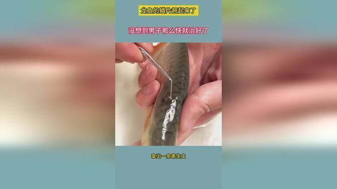 龍魚鱗片翹邊vs祥龍魚場:龍魚鱗片翹邊的原因 vs祥龍魚場 第1張 龍魚鱗片翹邊vs祥龍魚場:龍魚鱗片翹邊的原因 龍魚鱗片翹邊vs祥龍魚場:龍魚鱗片翹邊的原因 vs祥龍魚場 第1張