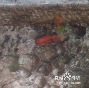魚缸品牌十大排名榜圖片（魚缸品牌十大排名榜圖片大全）