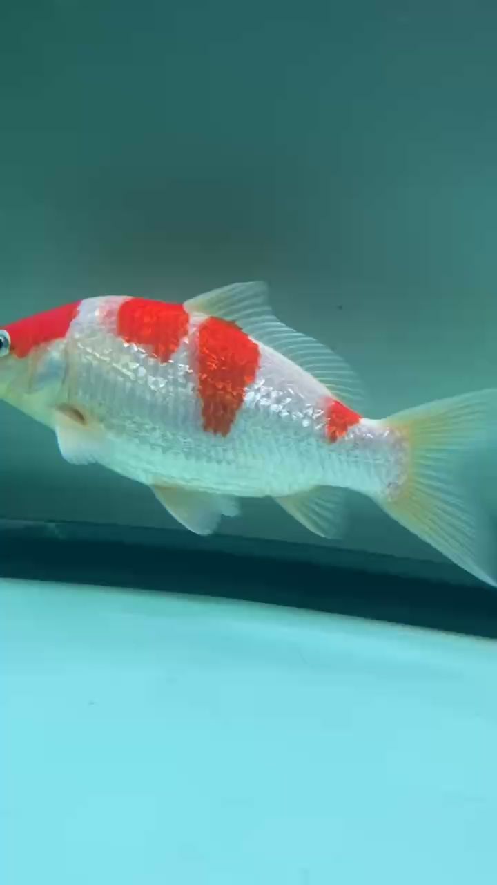 最喜歡這條 三段半 最喜歡這條 三段半 龍魚論壇
