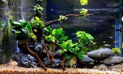 50的魚缸造景：50厘米魚缸造景指南