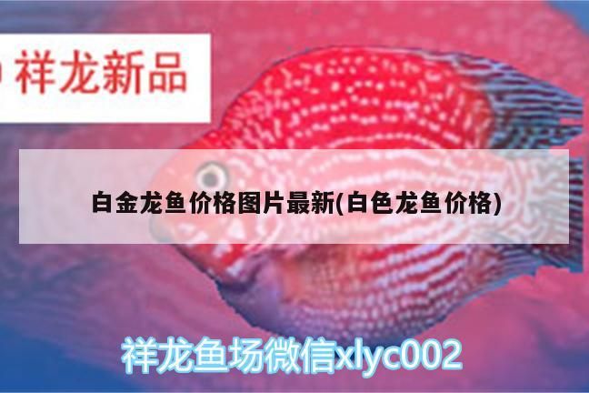 白金龍魚價格圖片最新(白色龍魚價格)
