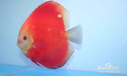 龍魚(yú)原產(chǎn)地是哪個(gè)國(guó)家？探尋龍魚(yú)的故鄉(xiāng)與歷史，揭秘龍魚(yú)的故鄉(xiāng)，探尋其原產(chǎn)地與悠久歷史，揭秘龍魚(yú)的原產(chǎn)地與悠久歷史