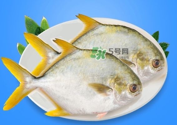 龍魚魚苗的培育與養(yǎng)護(hù)，從選購(gòu)到成魚的全面指南，龍魚魚苗選購(gòu)、培育與成魚養(yǎng)護(hù)全攻略，龍魚魚苗選購(gòu)、培育與成魚養(yǎng)護(hù)全攻略