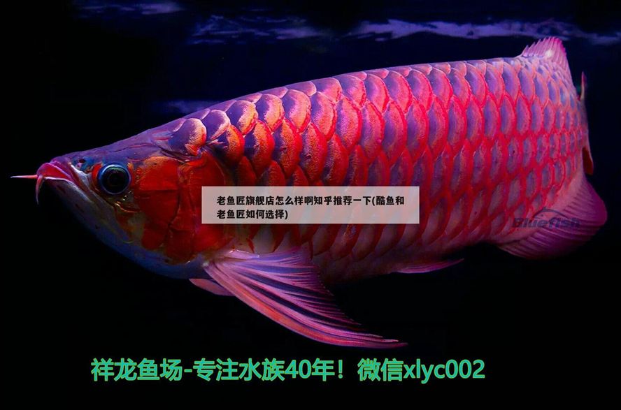 老魚匠旗艦店怎么樣啊知乎推薦一下(酷魚和老魚匠如何選擇)