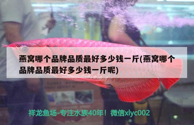 哪種紅龍魚最好(哪種紅龍魚最好養活)