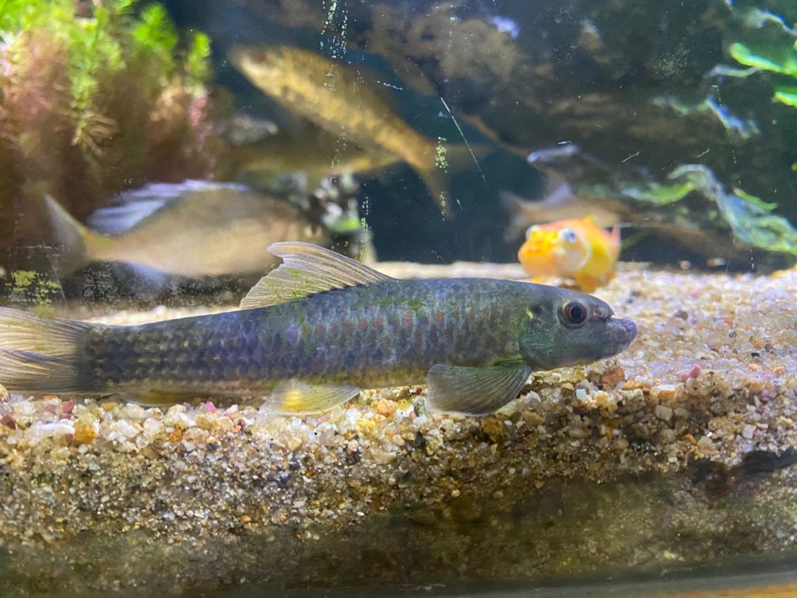 這是啥魚，2塊買的，兩只老是打假