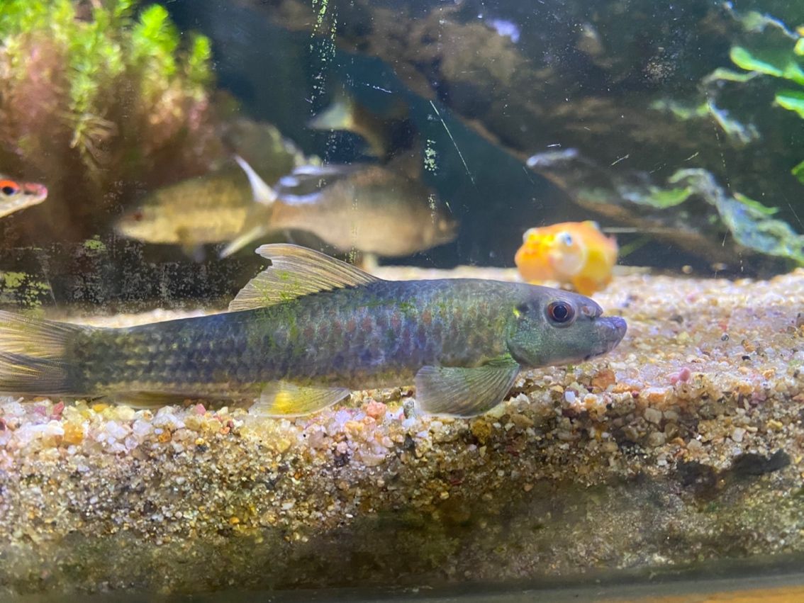 這是啥魚，2塊買的，兩只老是打假