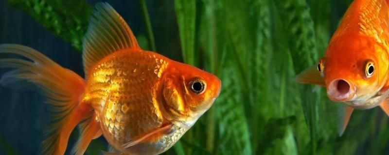 龍魚行為異常解析，一會(huì)趴缸一會(huì)游的原因與對(duì)策，龍魚行為異常解析，忽趴缸忽游動(dòng)的原因及應(yīng)對(duì)措施，龍魚行為異常解析，忽趴缸忽游動(dòng)的原因與應(yīng)對(duì)策略