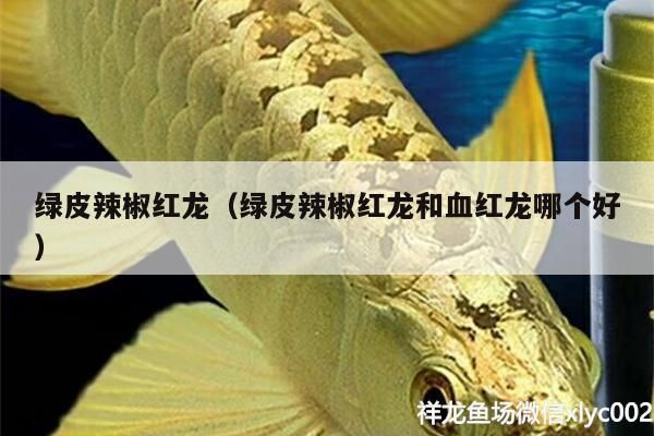 綠皮辣椒紅龍（綠皮辣椒紅龍和血紅龍哪個好）