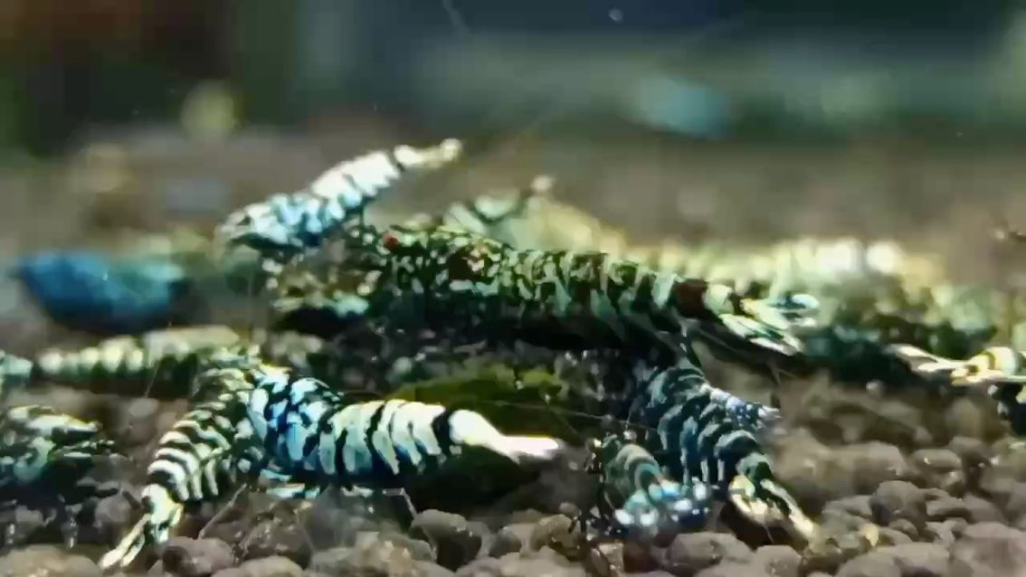 黑鉆石覓食