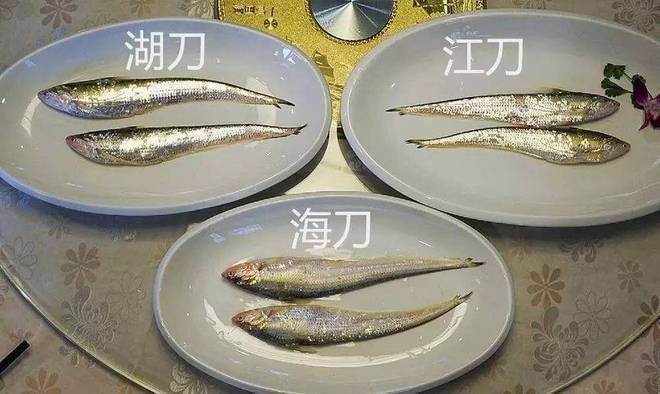 龍魚養多久會認主人？揭秘龍魚與主人的情感紐帶，龍魚認主時間揭秘，多久能與主人建立情感紐帶？龍魚認主時間揭秘，多久能與主人建立情感紐帶？