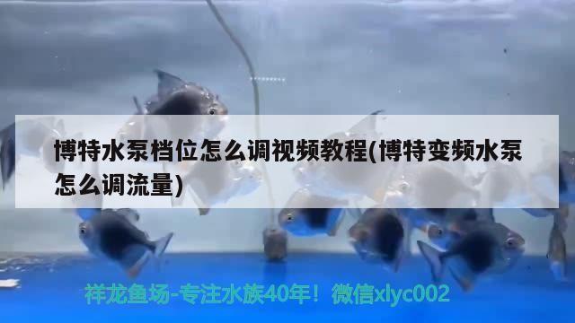 博特水泵檔位怎么調視頻教程(博特變頻水泵怎么調流量)