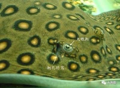 魟魚(yú)掉下來(lái)的刺還有毒嗎：魟魚(yú)掉下來(lái)的刺還有毒嗎[需手動(dòng)填充]魚(yú)掉下來(lái)的刺還有毒嗎