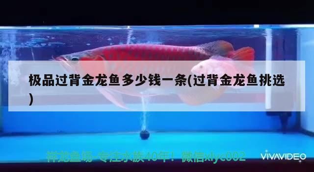 極品過背金龍魚多少錢一條(過背金龍魚挑選)