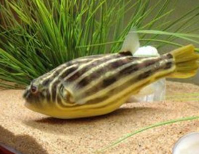 龍魚喂食后多久可以換水，科學指南與注意事項，龍魚喂食后換水的最佳時機與注意事項，龍魚喂食后換水的最佳時機與注意事項