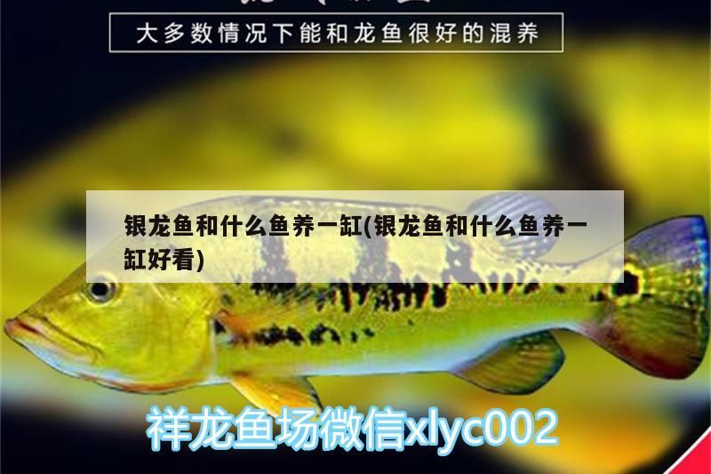 銀龍魚和什么魚養一缸(銀龍魚和什么魚養一缸好看)
