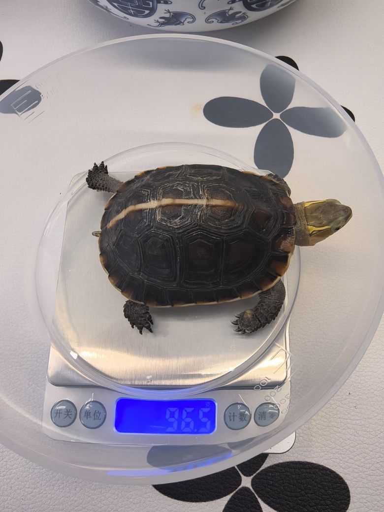 有哪些招財龍魚品種適合新手飼養，適合初學者飼養的幾種招財龍魚品種 有哪些招財龍魚品種適合新手飼養，適合初學者飼養的幾種招財龍魚品種 龍魚百科 第1張
