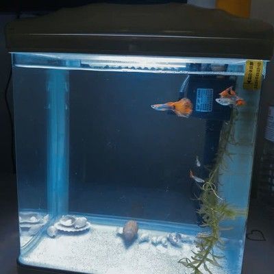 森森和意牌魚缸哪個好