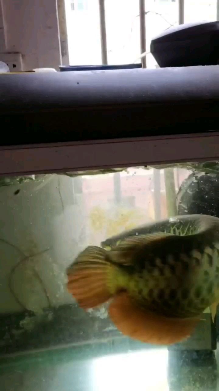 宿遷魚缸廠家聯(lián)系電話號碼多少啊（ 宿遷市魚具店）