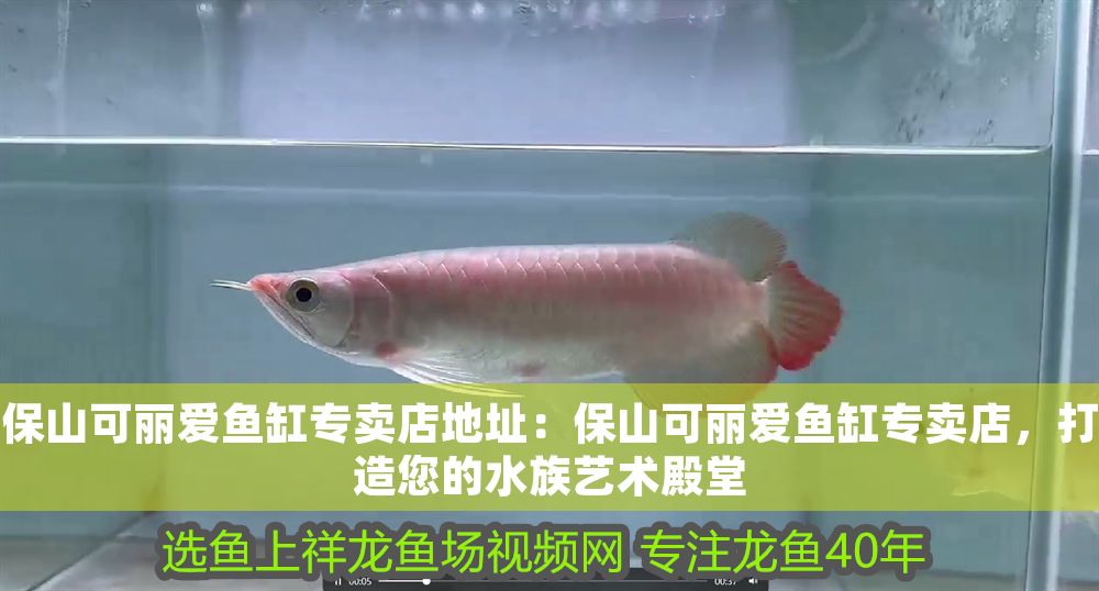 保山可麗愛魚缸專賣店地址：保山可麗愛魚缸專賣店，打造您的水族藝術殿堂