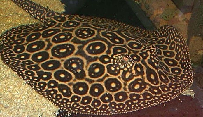 魟魚能餓多長時間：魟魚的饑餓耐受能力與其種類、年齡、健康狀況以及生活環境等因素有關
