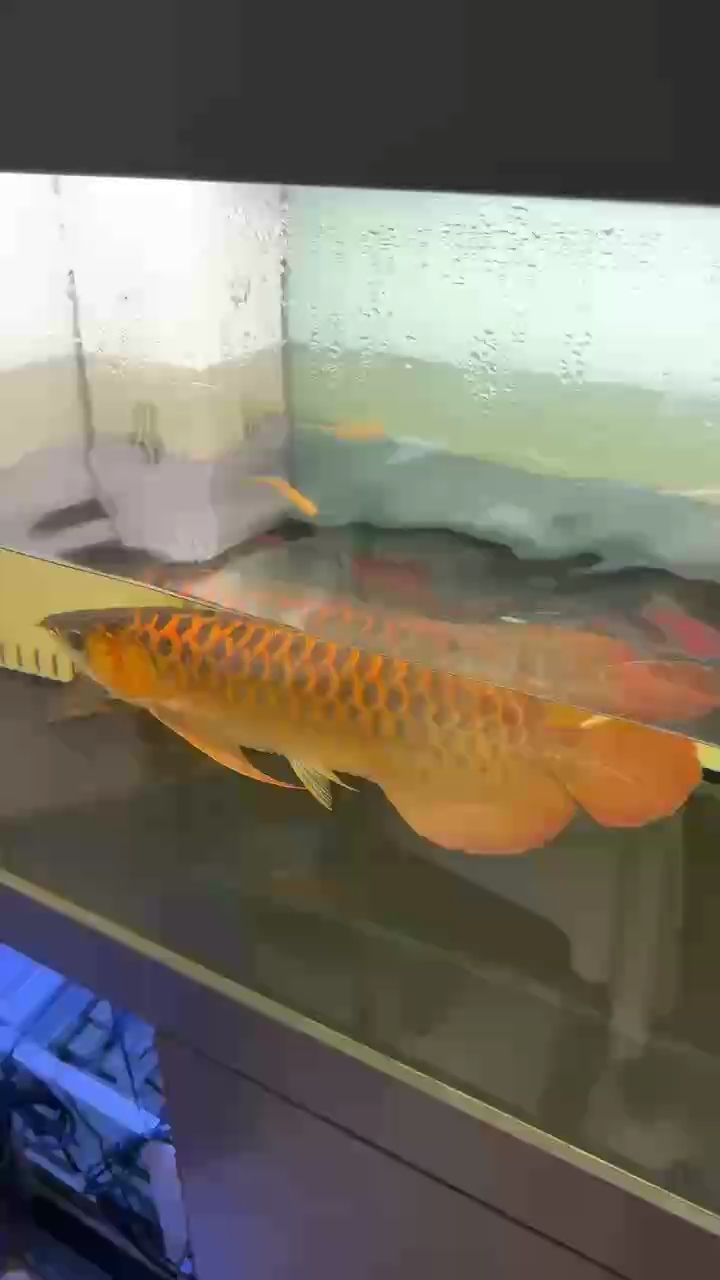佛山可以看魚