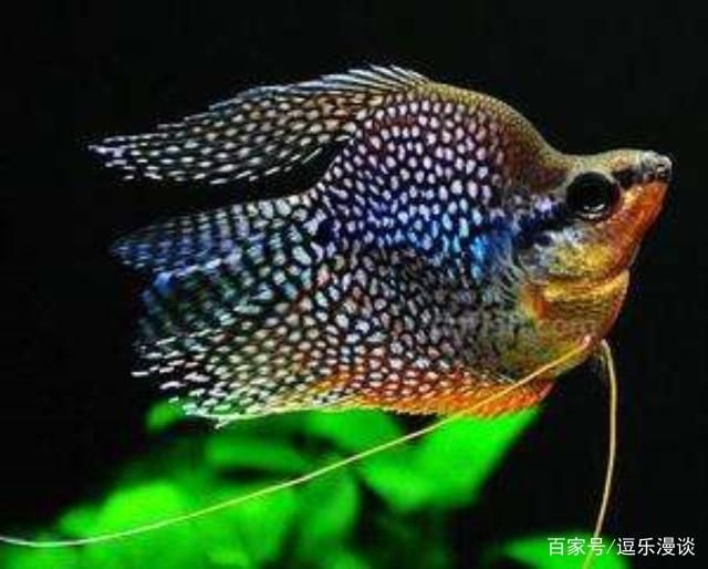 龍魚尾巴被咬爛了怎么辦？急救措施與預防指南，龍魚尾巴被咬爛的急救措施與預防方法，龍魚尾巴被咬爛的急救與預防全攻略