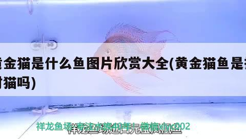 黃金貓是什么魚圖片欣賞大全(黃金貓魚是招財貓嗎)