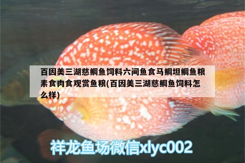 銀龍魚(yú)眼睛有白膜怎么辦圖片大全(銀龍魚(yú)眼睛長(zhǎng)白膜是什么原因)