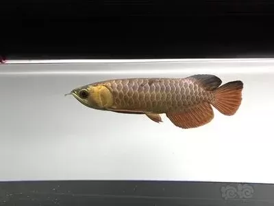 家里的龍魚(yú)死了有什么寓意