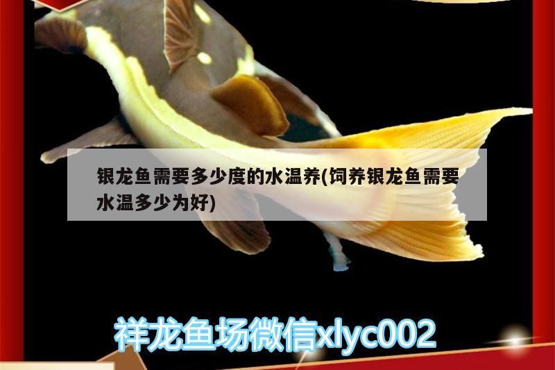 銀龍魚需要多少度的水溫養(飼養銀龍魚需要水溫多少為好) 銀龍魚需要多少度的水溫養(飼養銀龍魚需要水溫多少為好) 銀龍魚百科