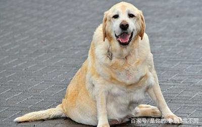 龍魚突然死亡預示著什么，風水、征兆與科學解析，龍魚突然死亡的寓意，風水征兆與科學原因深度解析，龍魚突然死亡的寓意解析，風水征兆與科學原因探秘