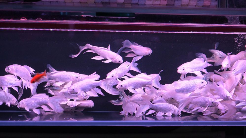 龍魚突然死亡，原因分析與預防措施，龍魚突然死亡的原因分析及預防措施，龍魚突然死亡的原因分析與預防措施 龍魚突然死亡，原因分析與預防措施，龍魚突然死亡的原因分析及預防措施，龍魚突然死亡的原因分析與預防措施 龍魚百科 第2張