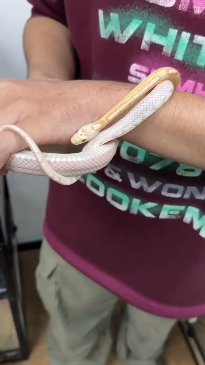 別人擼貓我擼蛇，玉米蛇是脾氣最好的蛇蛇了，隨便擼！