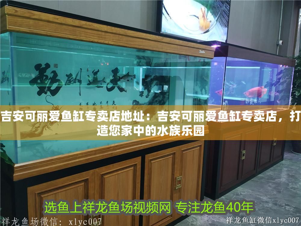 吉安可麗愛魚缸專賣店地址：吉安可麗愛魚缸專賣店，打造您家中的水族樂園