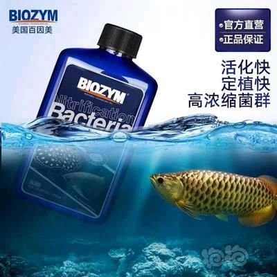 魟魚會毒死其他魚嗎：魟魚會毒死其他魚類嗎 魟魚會毒死其他魚嗎：魟魚會毒死其他魚類嗎 魟魚百科 第3張