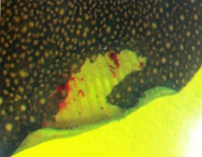 魟魚常見疾病有哪些癥狀表現：魟魚常見疾病有哪些癥狀表現[需手動填充]魚常見疾病及其癥狀表現