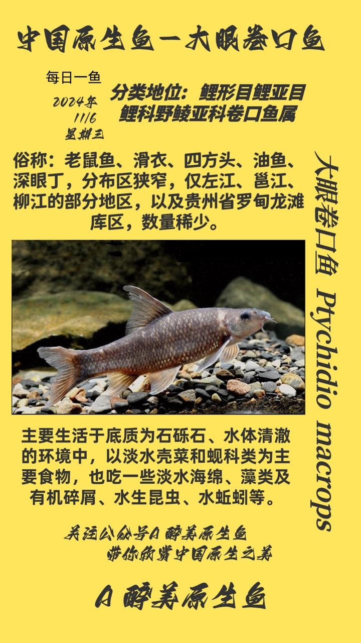 大眼卷口魚