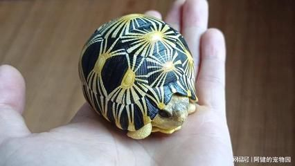 一只豬鼻龜能下蛋嗎圖片：豬鼻龜怎么看公母