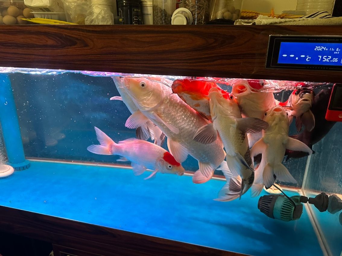 觀賞魚 早上 龍魚論壇 早上 早上 龍魚論壇